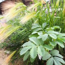 画像をギャラリービューアに読み込む, 【予約商品:11/10発送分】メリアンサス・マヨール 3.5号 (ハニーブッシュ)