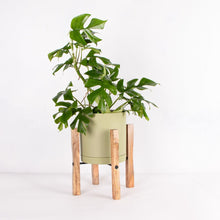 画像をギャラリービューアに読み込む, ヒメモンステラ 5号 北欧デザインストレート鉢カバーセット&ポットスタンド