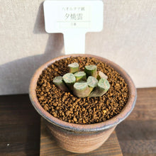 画像をギャラリービューアに読み込む, 【一点物】ハオルチア・万象・夕焼雲 3号 信楽焼(丸鉢)セット