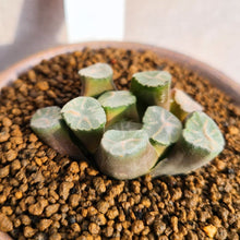 画像をギャラリービューアに読み込む, 【一点物】ハオルチア・万象・夕焼雲 3号 信楽焼(丸鉢)セット