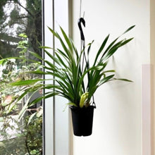 画像をギャラリービューアに読み込む, 【予約商品:11/17発送分】シンビジウム・サラジーン アイスキャスケード 4号