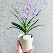 画像をギャラリービューアに読み込む, 【予約商品:2/2発送分】バンダ系 ヨネザワ ブルースター 3.5号 1鉢