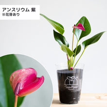 画像をギャラリービューアに読み込む, 【限定カラー】テーブルプランツ(TablePlants) アンスリウム ※土を使わない観葉植物