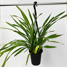 画像をギャラリービューアに読み込む, 【予約商品:11/17発送分】シンビジウム・サラジーン アイスキャスケード 4号