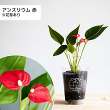 画像をギャラリービューアに読み込む, 【限定カラー】テーブルプランツ(TablePlants) アンスリウム ※土を使わない観葉植物