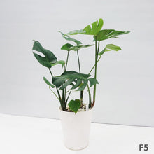 画像をギャラリービューアに読み込む, モンステラ・デリシオサ 8号 高さ約70cm〜80cm F4~5,7