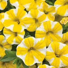 画像をギャラリービューアに読み込む, 【限定30個】カリブラコア・スーパーベル'レモンスライス' 5号 ※予約商品:6/1まで 出荷予定:6/6