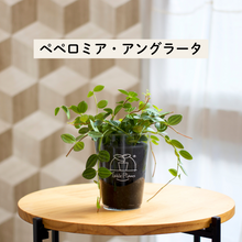 画像をギャラリービューアに読み込む, 【土を使わない観葉植物】テーブルプランツ(Table Plants) ペペロミア