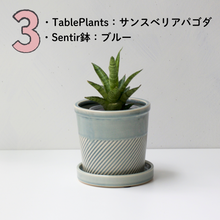 画像をギャラリービューアに読み込む, 【土を使わない観葉植物】テーブルプランツ(Table Plants)1品種×Sentir鉢セット