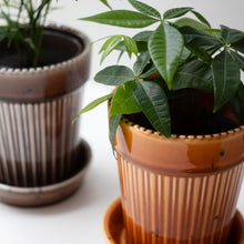 画像をギャラリービューアに読み込む, 【土を使わない観葉植物】テーブルプランツ(Table Plants)1品種×Kaunis Standard鉢セット