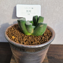 画像をギャラリービューアに読み込む, 【一点物】ハオルチア・万象・氷河 3号 信楽焼(丸鉢)セット