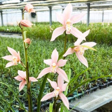 画像をギャラリービューアに読み込む, 【期間限定:1/31まで】シンビジウム・ヒナマツリ 4号