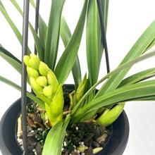 画像をギャラリービューアに読み込む, 【予約商品:11/17発送分】シンビジウム・サラジーン アイスキャスケード 4号