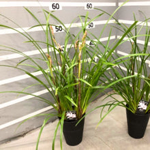 画像をギャラリービューアに読み込む, 【期間限定:1/31まで】シンビジウム・ヒナマツリ 4号