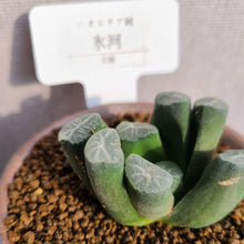 画像をギャラリービューアに読み込む, 【一点物】ハオルチア・万象・氷河 3号 信楽焼(丸鉢)セット