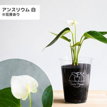 画像をギャラリービューアに読み込む, 【限定カラー】テーブルプランツ(TablePlants) アンスリウム ※土を使わない観葉植物