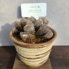 画像をギャラリービューアに読み込む, 【一点物】ハオルチア・タランチュラ 3号 信楽焼(丸鉢)セット