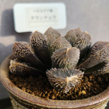 画像をギャラリービューアに読み込む, 【一点物】ハオルチア・タランチュラ 3号 信楽焼(丸鉢)セット