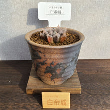 画像をギャラリービューアに読み込む, 【一点物】ハオルチア・白帝城 3号 信楽焼セット