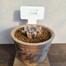 画像をギャラリービューアに読み込む, 【一点物】ハオルチア・白帝城 3号 信楽焼セット