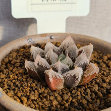 画像をギャラリービューアに読み込む, 【一点物】ハオルチア・白帝城 3号 信楽焼セット