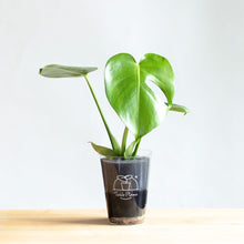 画像をギャラリービューアに読み込む, 【土を使わない観葉植物】テーブルプランツ(Table Plants) モンステラ