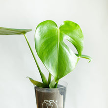 画像をギャラリービューアに読み込む, 【土を使わない観葉植物】テーブルプランツ(Table Plants) モンステラ