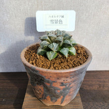 画像をギャラリービューアに読み込む, 【一点物】ハオルチア・雪景色 3号 信楽焼セット