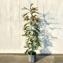 画像をギャラリービューアに読み込む, グレビレア・バイレヤナ 7号