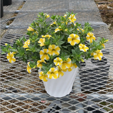 画像をギャラリービューアに読み込む, 【限定30個】カリブラコア・スーパーベル'レモンスライス' 5号 ※予約商品:6/1まで 出荷予定:6/6