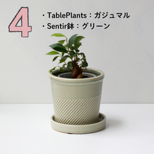 画像をギャラリービューアに読み込む, 【土を使わない観葉植物】テーブルプランツ(Table Plants)1品種×Sentir鉢セット