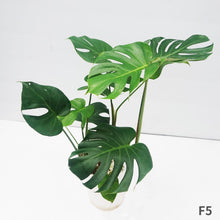 画像をギャラリービューアに読み込む, モンステラ・デリシオサ 8号 高さ約70cm〜80cm F4~5,7