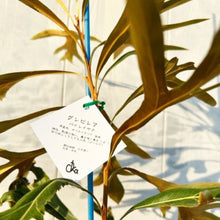 画像をギャラリービューアに読み込む, グレビレア・バイレヤナ 7号