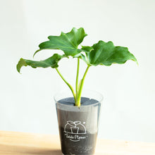 画像をギャラリービューアに読み込む, 【土を使わない観葉植物】テーブルプランツ(Table Plants) フィロデンドロン・セローム ※数量限定