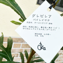 画像をギャラリービューアに読み込む, グレビレア・バイレヤナ 7号