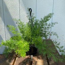 画像をギャラリービューアに読み込む, アスパラガス・スプレンゲリー 吊鉢 6号 ※観葉植物
