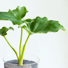 画像をギャラリービューアに読み込む, 【土を使わない観葉植物】テーブルプランツ(Table Plants) フィロデンドロン・セローム ※数量限定