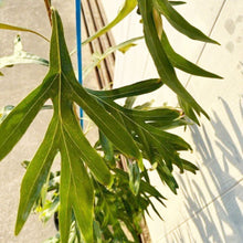 画像をギャラリービューアに読み込む, グレビレア・バイレヤナ 7号