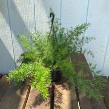 画像をギャラリービューアに読み込む, アスパラガス・スプレンゲリー 吊鉢 6号 ※観葉植物