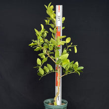 画像をギャラリービューアに読み込む, タヒチ ライム 苗 8号 高さ約90cm 国内栽培