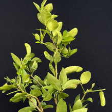 画像をギャラリービューアに読み込む, タヒチ ライム 苗 8号 高さ約90cm 国内栽培
