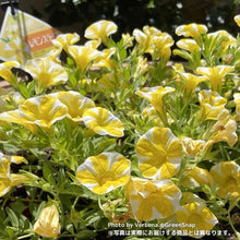 画像をギャラリービューアに読み込む, 【限定30個】カリブラコア・スーパーベル'レモンスライス' 5号 ※予約商品:6/1まで 出荷予定:6/6