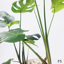 画像をギャラリービューアに読み込む, モンステラ・デリシオサ 8号 高さ約70cm〜80cm F4~5,7