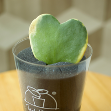 画像をギャラリービューアに読み込む, 【土を使わない観葉植物】テーブルプランツ(Table Plants) ハートホヤ