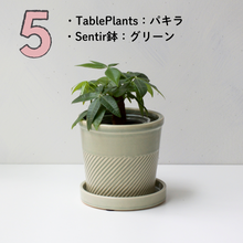 画像をギャラリービューアに読み込む, 【土を使わない観葉植物】テーブルプランツ(Table Plants)1品種×Sentir鉢セット