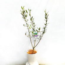画像をギャラリービューアに読み込む, オリーブの木 ネバディロブランコ 5号 (高さ約80cm)