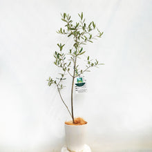 画像をギャラリービューアに読み込む, 香川で育ったオリーブの木(ルッカ) 5号 ※高さ約100cm
