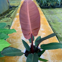 画像をギャラリービューアに読み込む, 【室内におすすめ 観葉植物】フィロデンドロン・サンレッド 6号