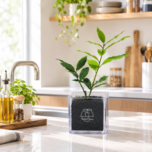 画像をギャラリービューアに読み込む, 【ボタニカルソイルCUBE観葉】テーブルプランツ(Table Plants) 月桂樹(ローリエ)