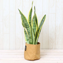 画像をギャラリービューアに読み込む, サンスベリア・ローレンティー 4号 「Re:af®」鉢カバーセット